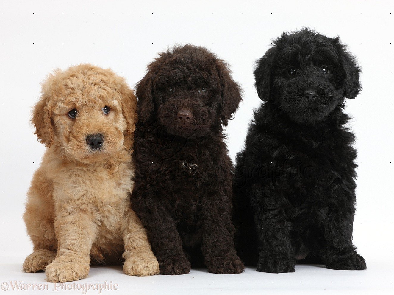 Toy Goldendoodle Pictures